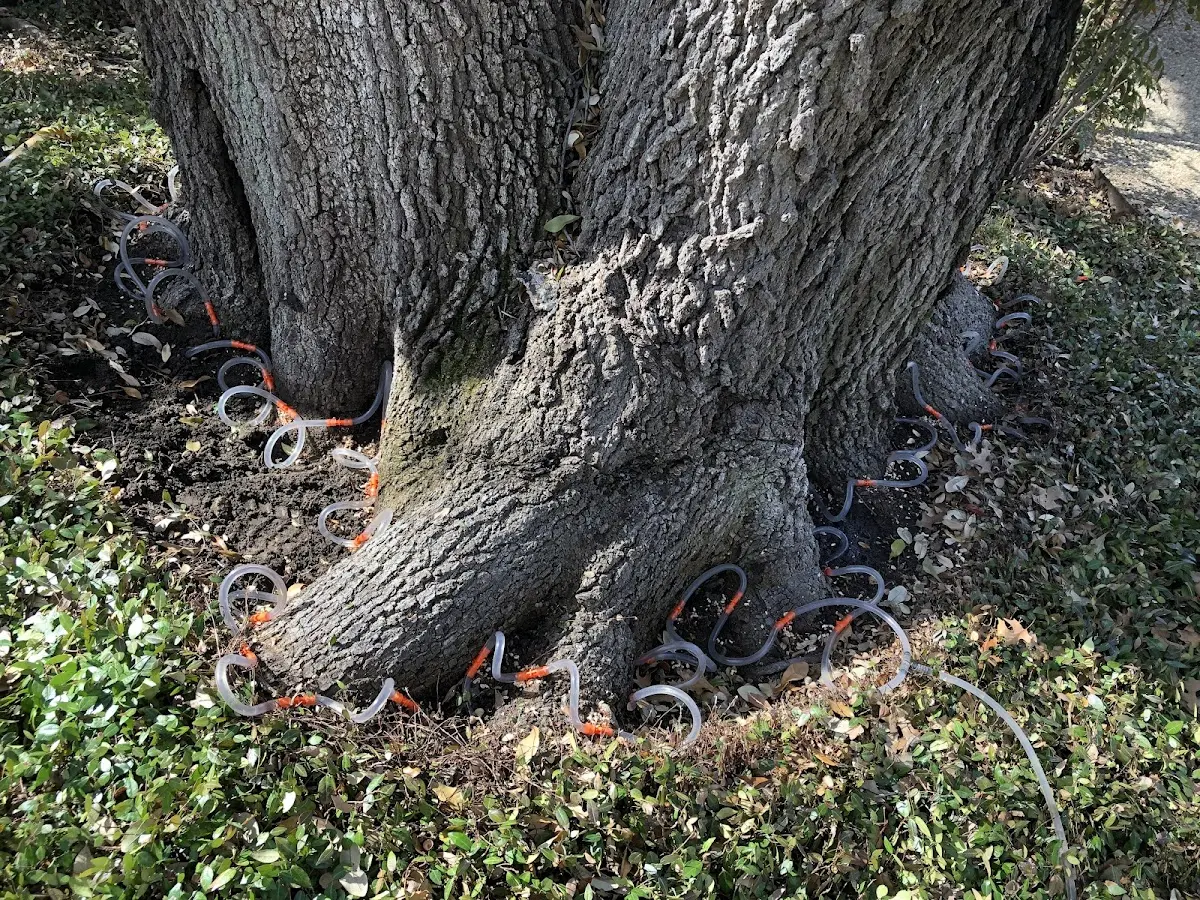 Detailed Tree Cabling and Bracing job site in Hoffman