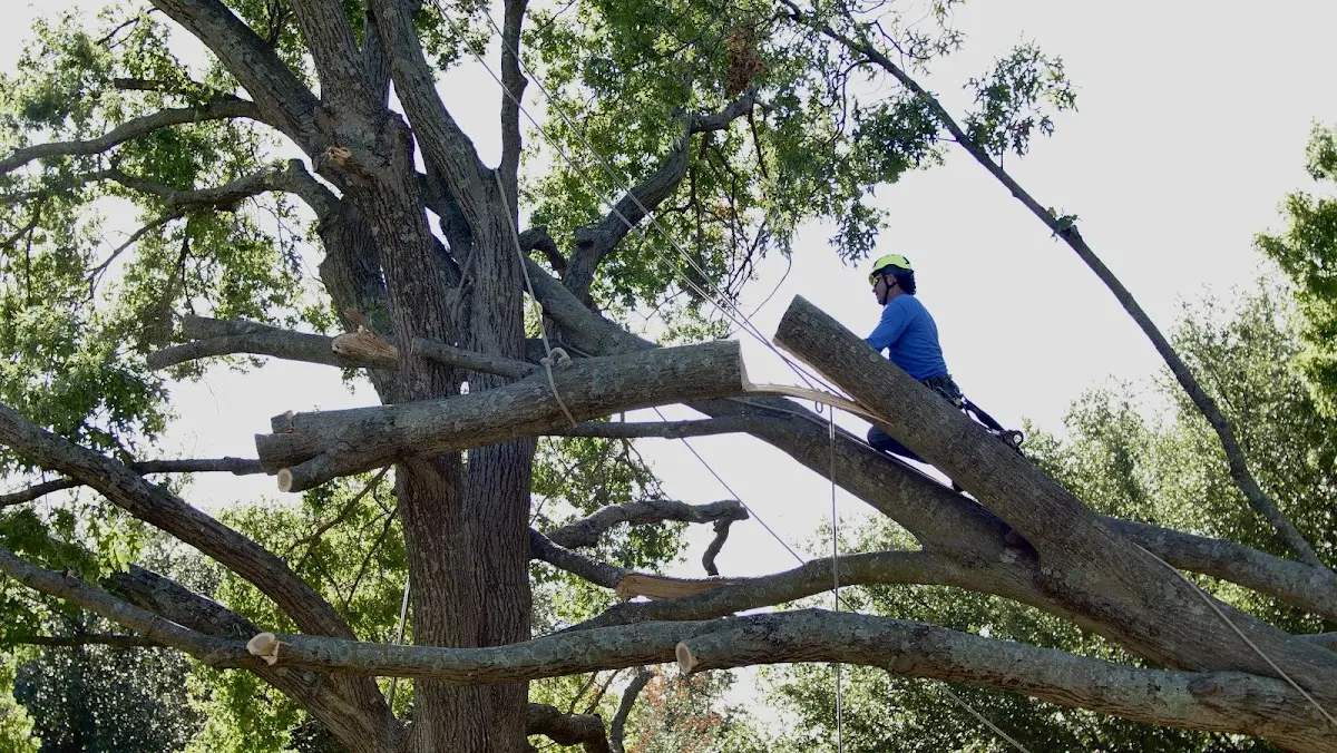 Professional Crown Thinning performed by certified arborists in Hoffman