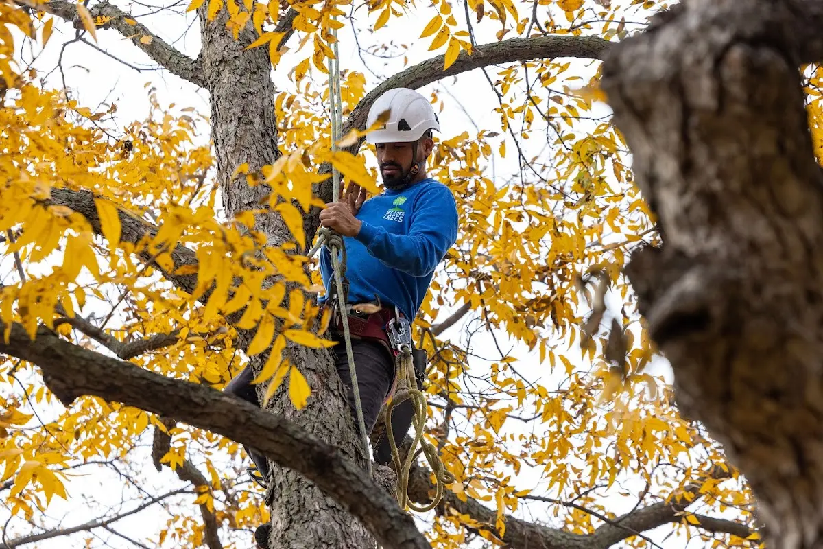 Skilled Tree Trimming crew working in Hoffman